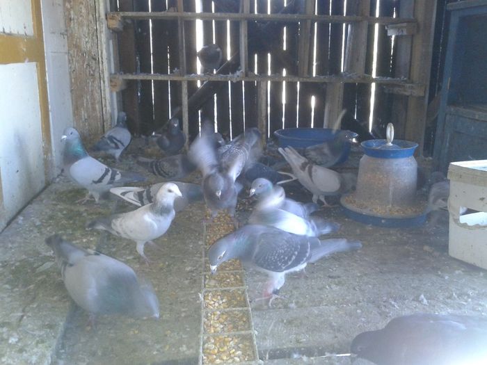 Porumbei Mei (195) - Amintiri