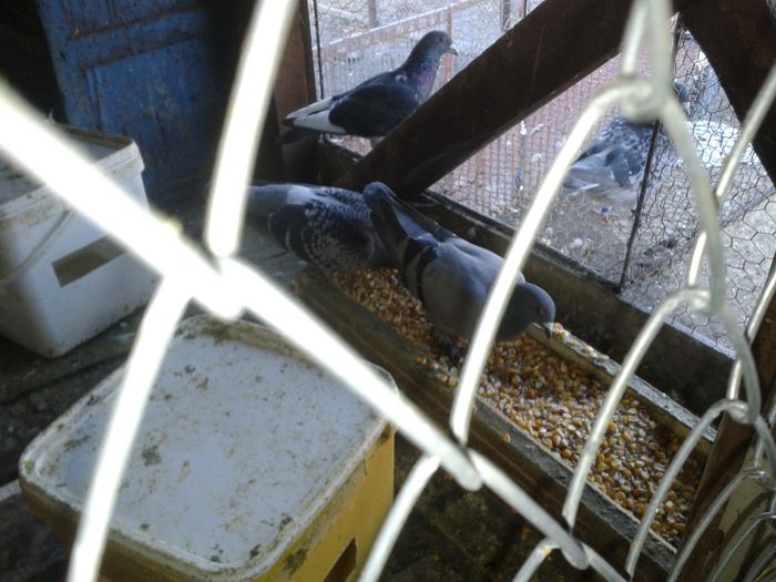 Porumbei Mei (196) - Amintiri