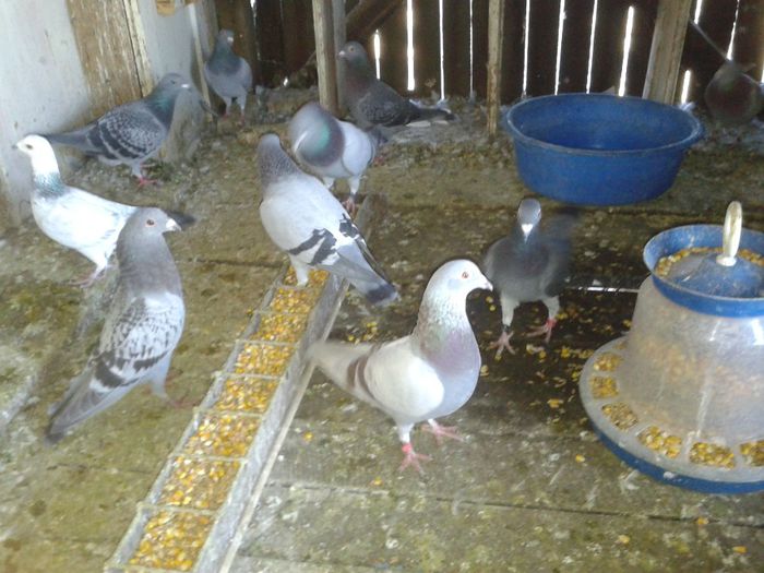 Porumbei Mei (198) - Amintiri