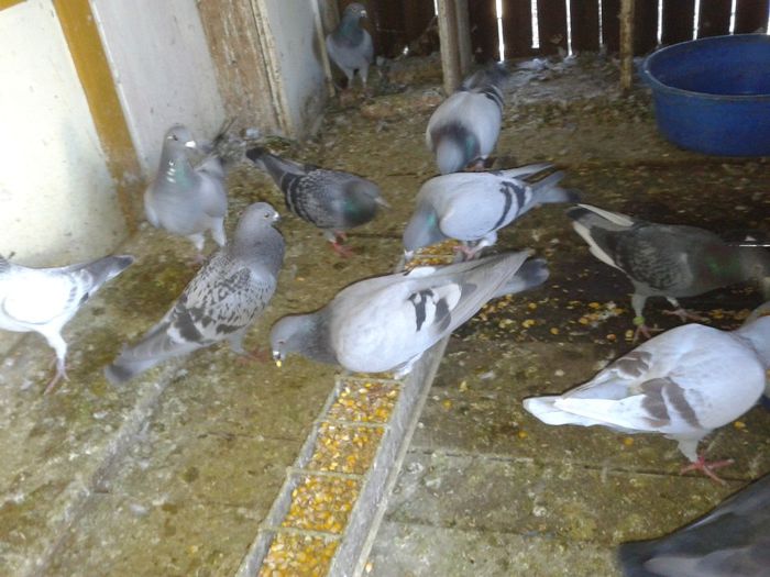 Porumbei Mei (199) - Amintiri