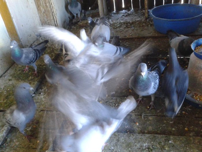 Porumbei Mei (200) - Amintiri