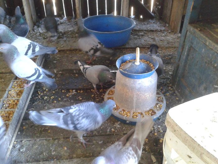 Porumbei Mei (202) - Amintiri