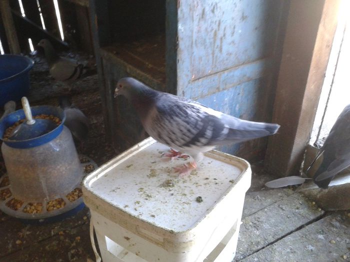 Porumbei Mei (203) - Amintiri