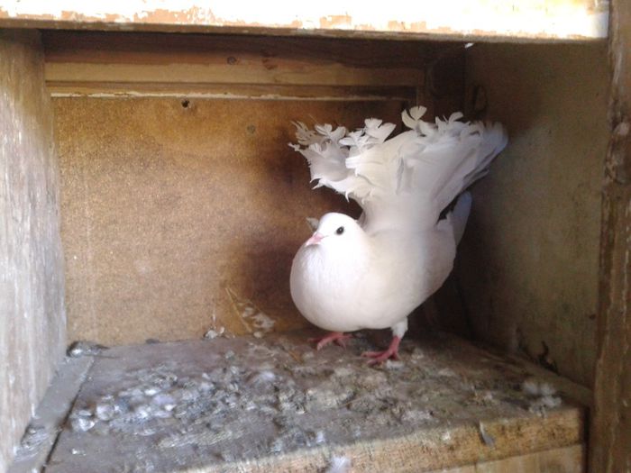 Porumbei Mei (205) - Amintiri