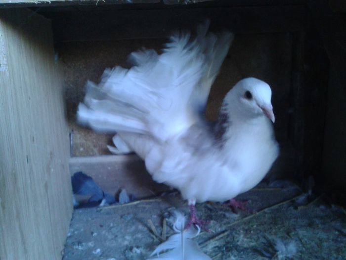 Porumbei Mei (206) - Amintiri