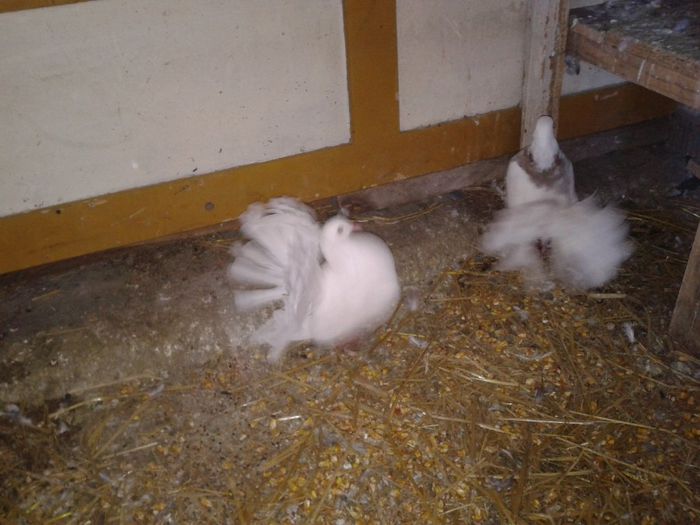 Porumbei Mei (208) - Amintiri