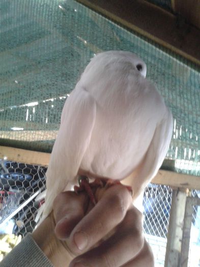 Porumbei Mei (210) - Amintiri