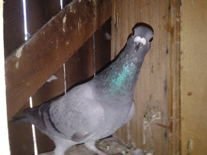 Porumbei Mei (215) - Amintiri