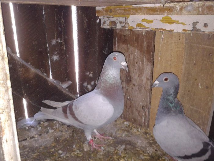 Porumbei Mei (217) - Amintiri