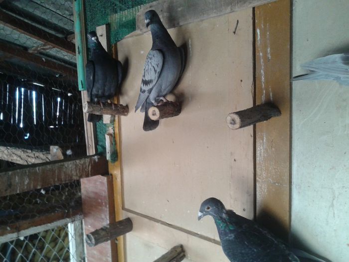 Porumbei Mei (219) - Amintiri