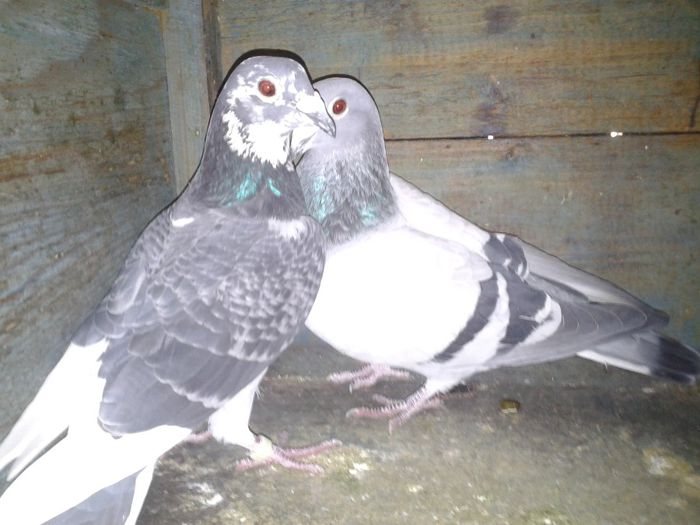 Porumbei Mei (221) - Amintiri