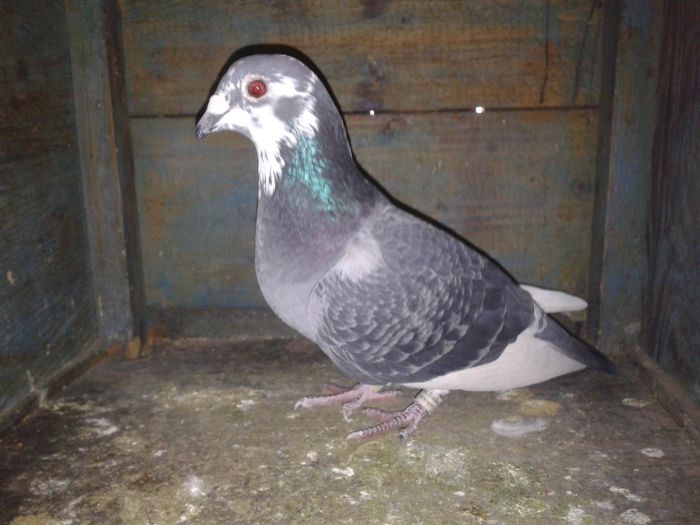 Porumbei Mei (222) - Amintiri