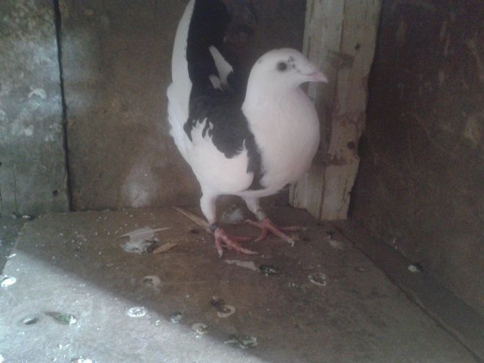 Porumbei Mei (225) - Amintiri