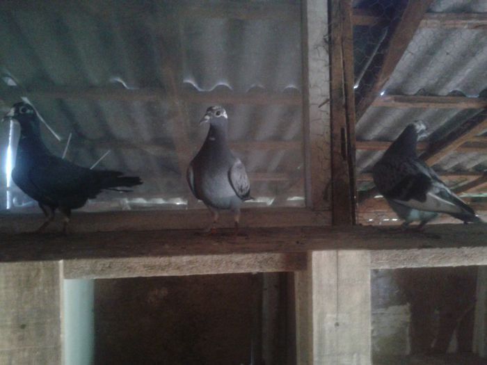 Porumbei Mei (226) - Amintiri