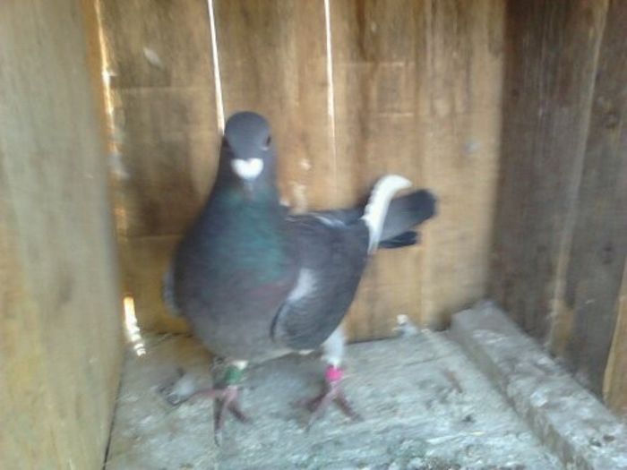 Porumbei Mei (228) - Amintiri