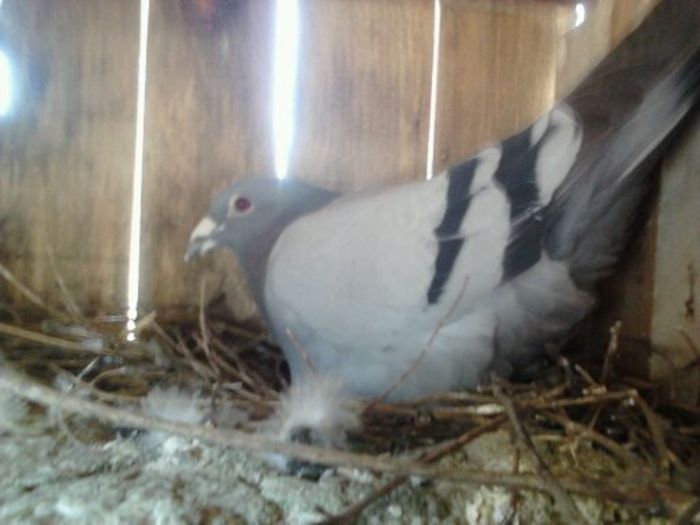 Porumbei Mei (229) - Amintiri