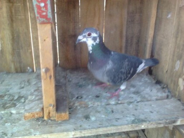 Porumbei Mei (231) - Amintiri