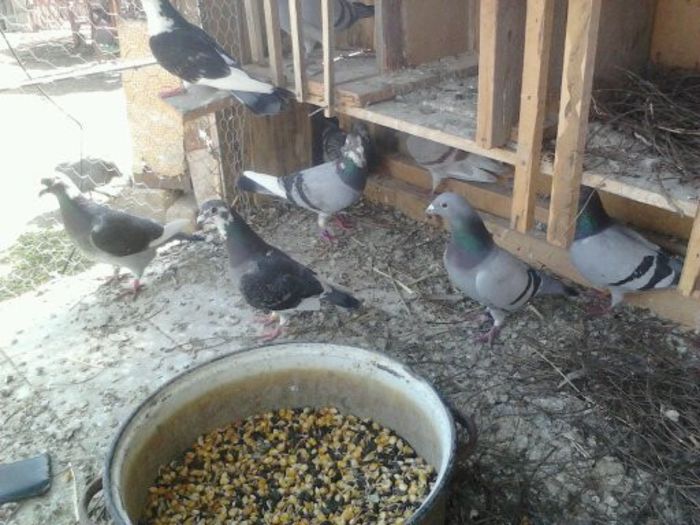 Porumbei Mei (232) - Amintiri