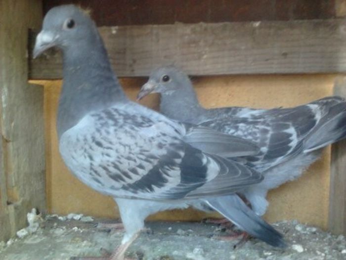 Porumbei Mei (234) - Amintiri