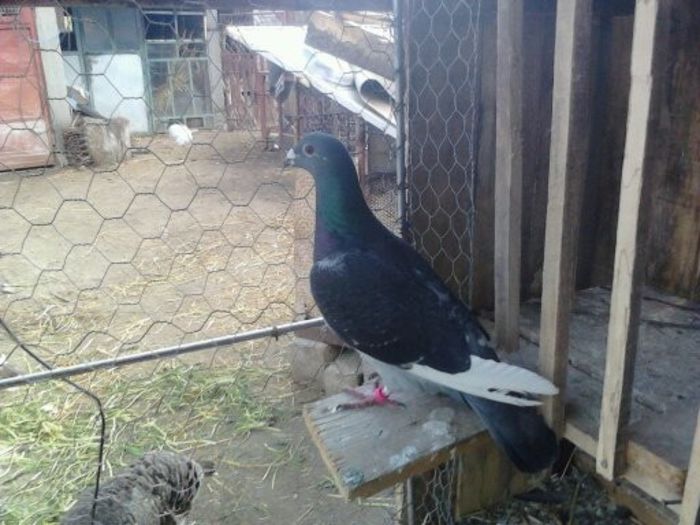 Porumbei Mei (236) - Amintiri