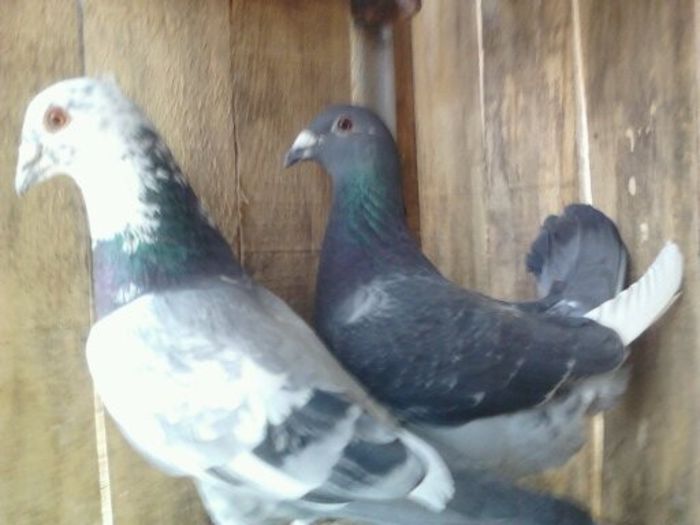 Porumbei Mei (237) - Amintiri