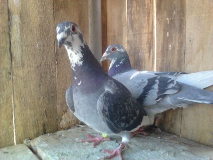 Porumbei Mei (238) - Amintiri