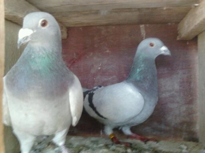 Porumbei Mei (239) - Amintiri