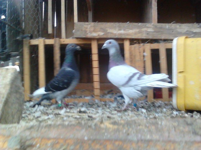 Porumbei Mei (242) - Amintiri