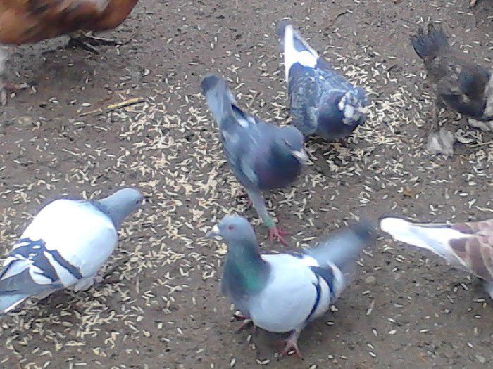 Porumbei Mei (249) - Amintiri