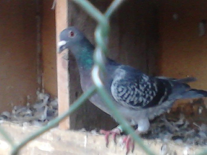 Porumbei Mei (251) - Amintiri