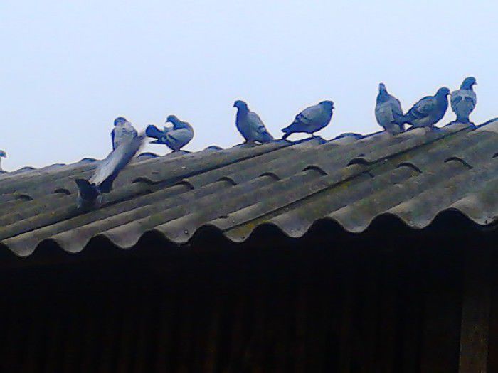 Porumbei Mei (255) - Amintiri