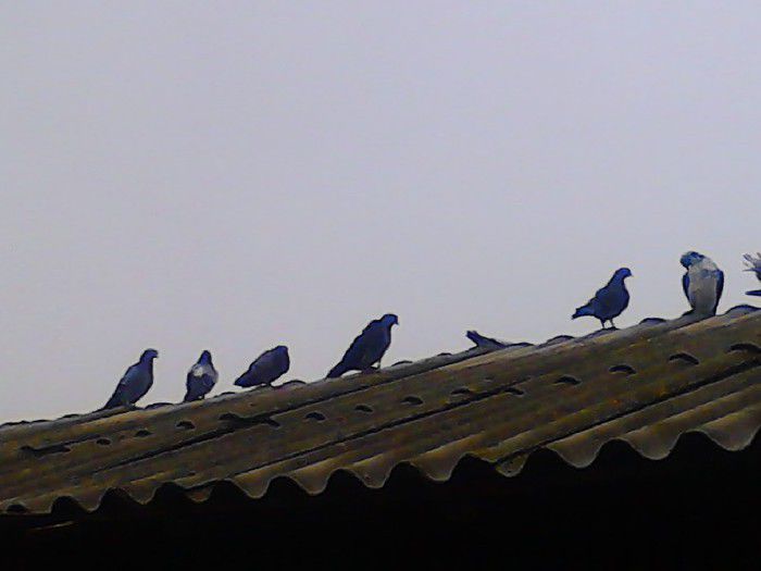 Porumbei Mei (256) - Amintiri