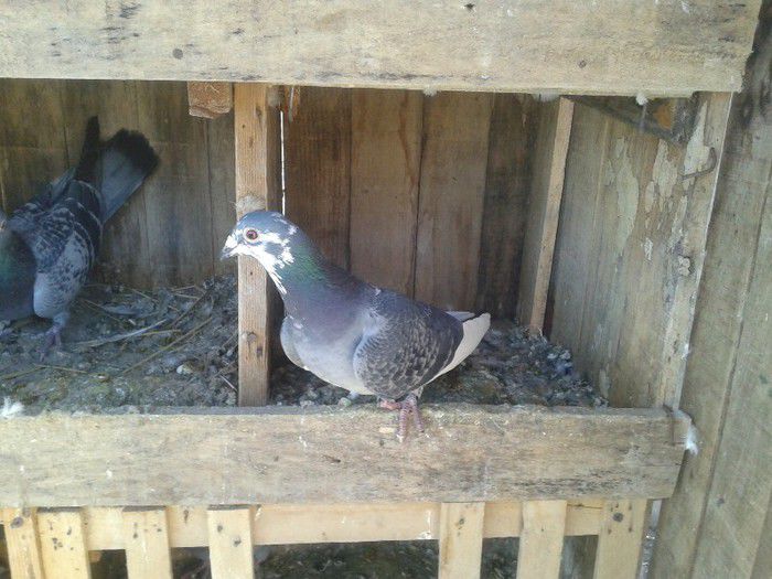 Porumbei Mei (261) - Amintiri