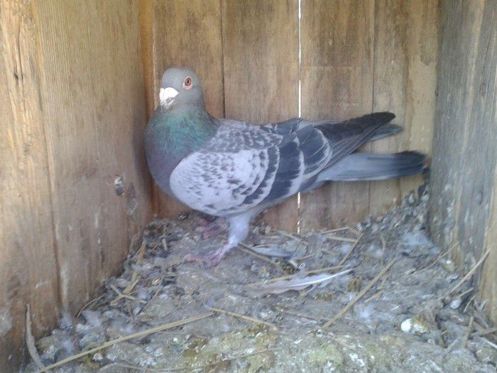 Porumbei Mei (263) - Amintiri