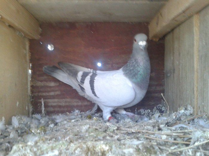 Porumbei Mei (269) - Amintiri