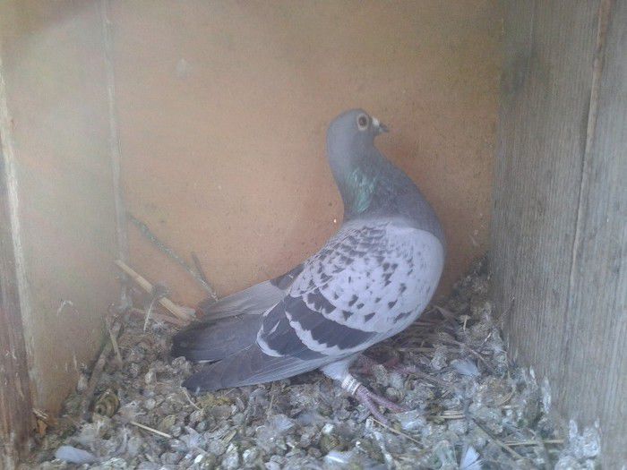 Porumbei Mei (271) - Amintiri