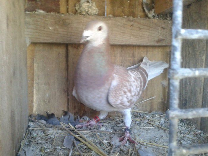 Porumbei Mei (273) - Amintiri