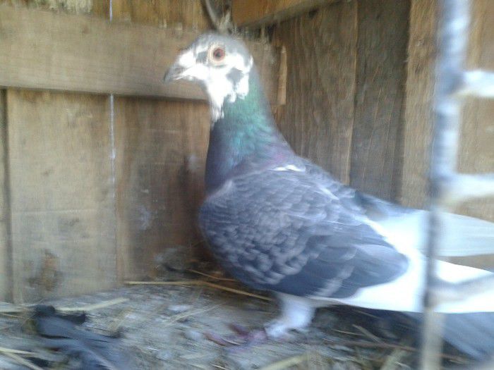 Porumbei Mei (274) - Amintiri