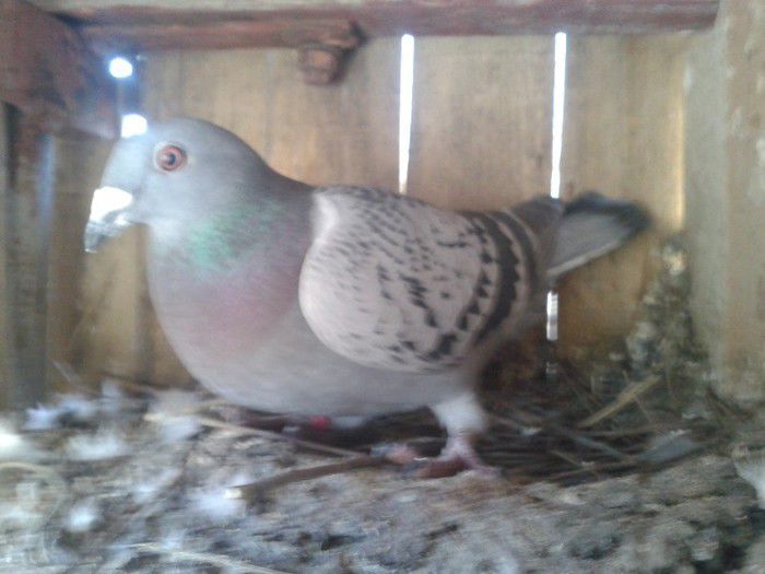 Porumbei Mei (279) - Amintiri