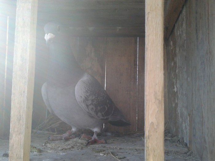 Porumbei Mei (281) - Amintiri