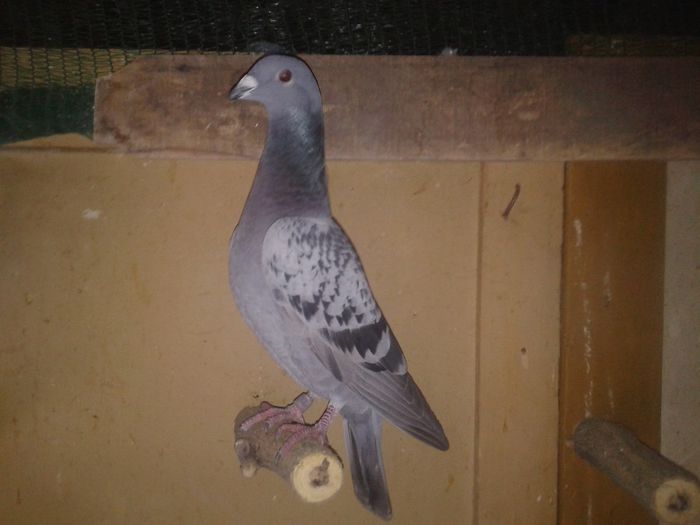 Porumbei Mei (285) - Amintiri