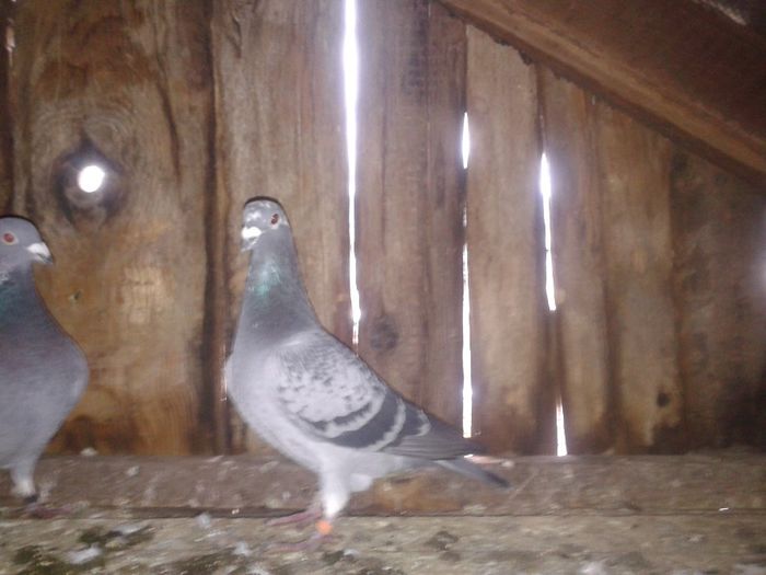 Porumbei Mei (287) - Amintiri