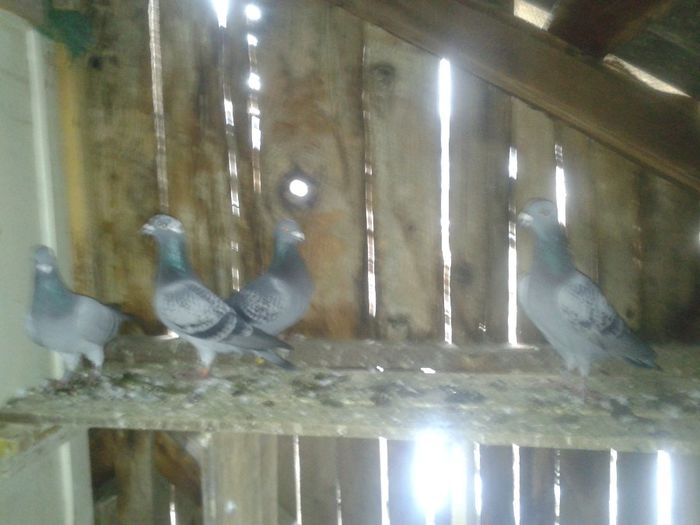 Porumbei Mei (289) - Amintiri