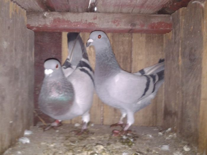 Porumbei Mei (290) - Amintiri