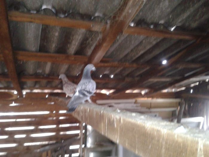 Porumbei Mei (292) - Amintiri