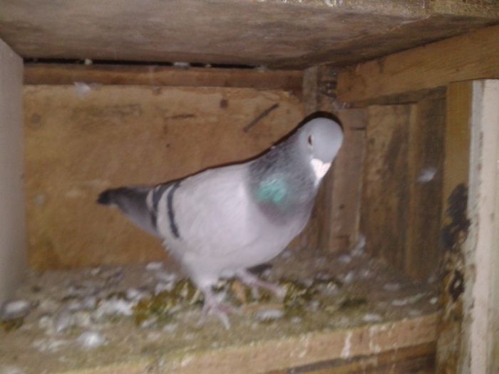 Porumbei Mei (293) - Amintiri