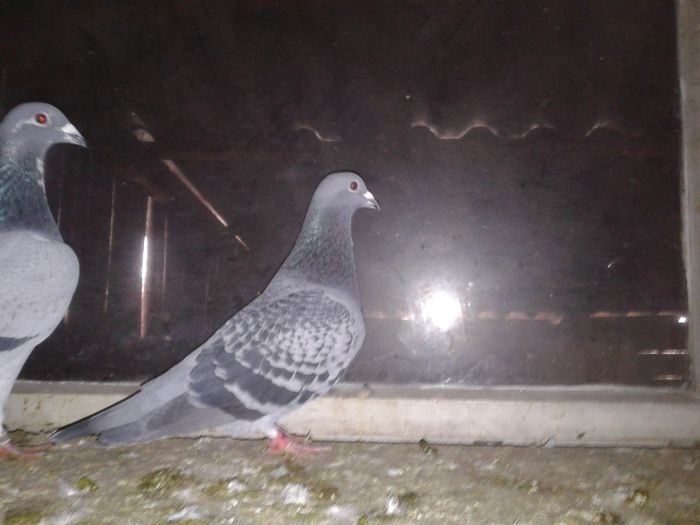 Porumbei Mei (295) - Amintiri