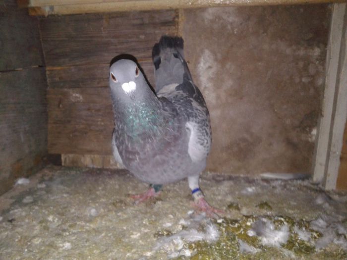 Porumbei Mei (297) - Amintiri