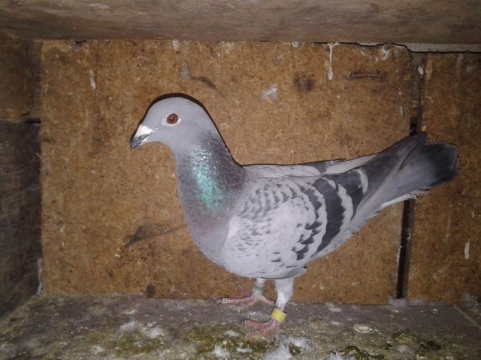 Porumbei Mei (300) - Amintiri