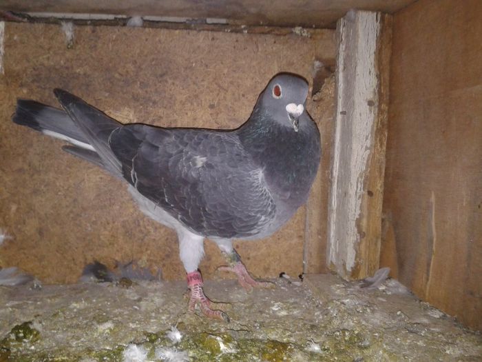 Porumbei Mei (302) - Amintiri